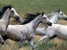 Arabian Stallions.jpg