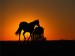 Thoroughbred Horses at Sunset, Versailles, Kentucky.jpg